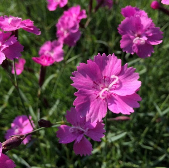Pünkösdi szegfű (Dianthus gratianopolitanus 'Eydangeri')