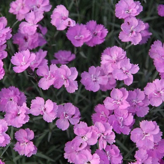 Pünkösdi szegfű (Dianthus gratianopolitanus 'Eydangeri')