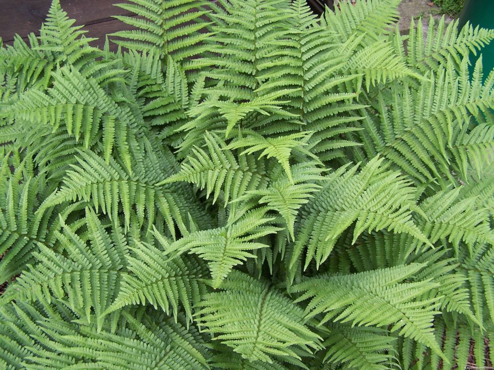 Erdei pajzsika (Dryopteris filix-mas)