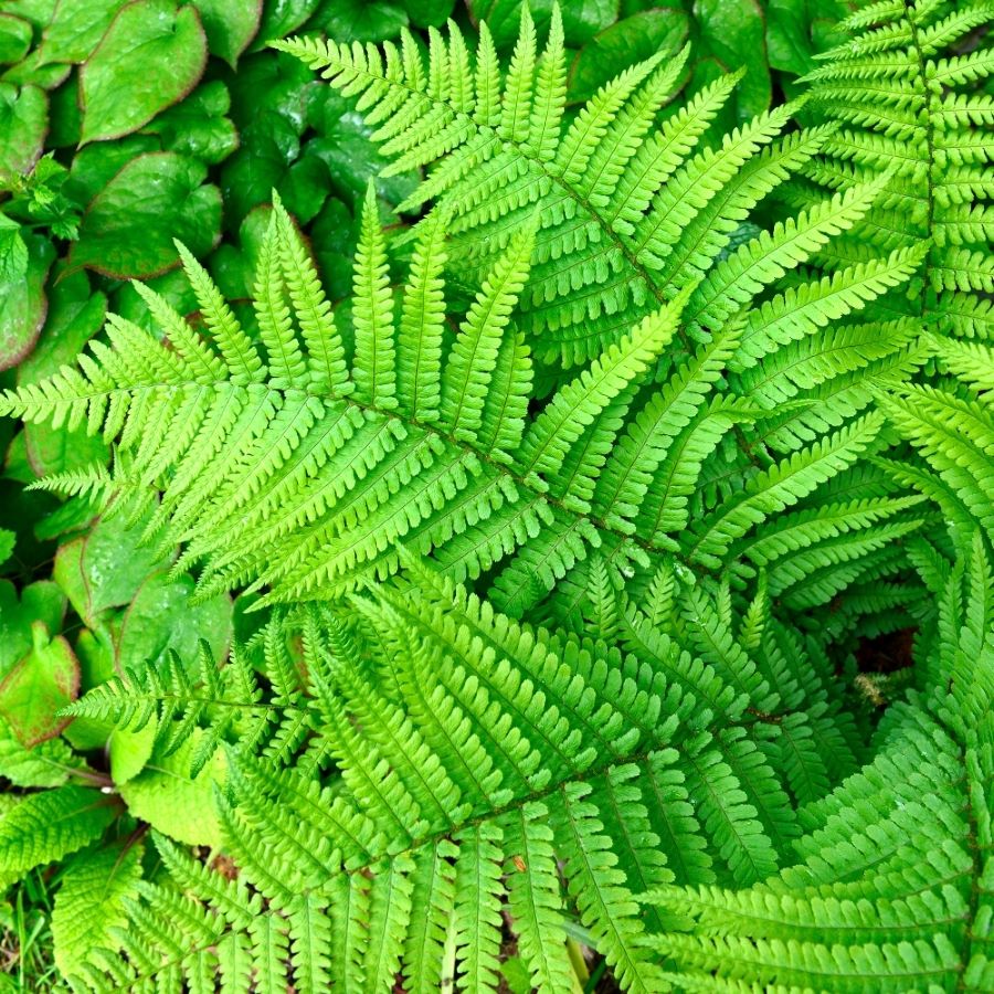 Erdei pajzsika (Dryopteris filix-mas)