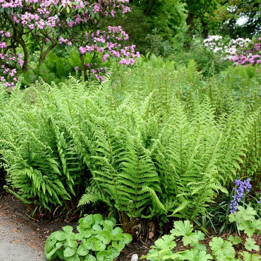 Erdei pajzsika (Dryopteris filix-mas)