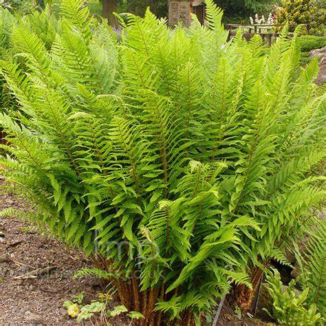 Erdei pajzsika (Dryopteris filix-mas)