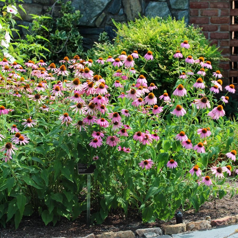 Halvány kasvirág (Echinacea pallida)