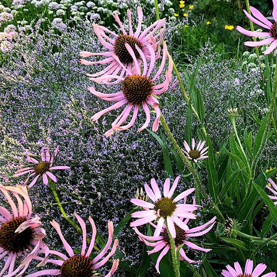 Halvány kasvirág (Echinacea pallida)