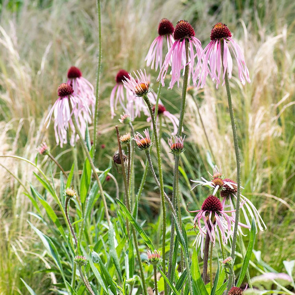 Halvány kasvirág (Echinacea pallida)