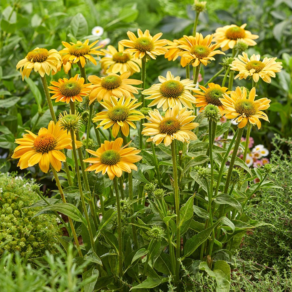Bíbor kasvirág (Echinacea purpurea 'Mellow Yellow')