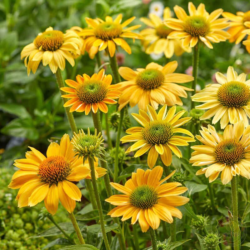 Bíbor kasvirág (Echinacea purpurea 'Mellow Yellow')