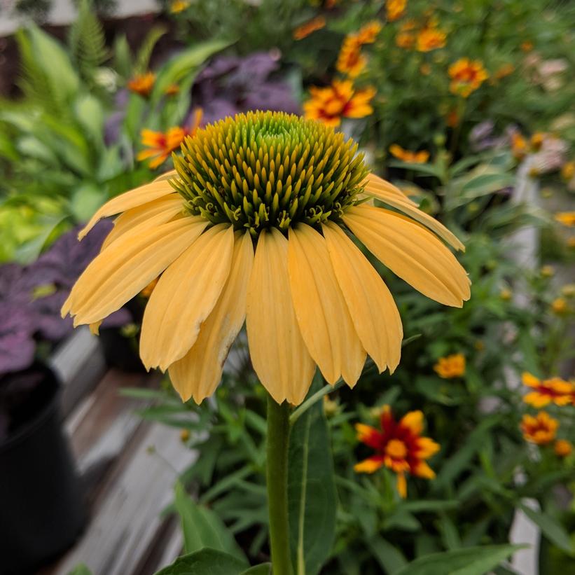 Bíbor kasvirág (Echinacea purpurea 'Mellow Yellow')