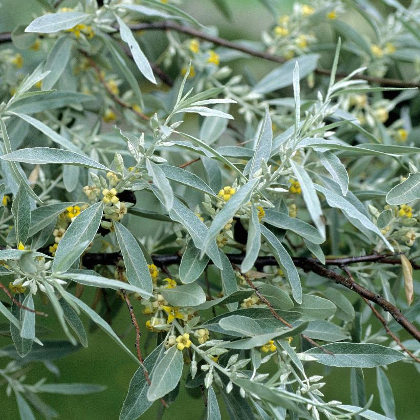 Keskenylevelű ezüstfa (Elaeagnus angustifolia)
