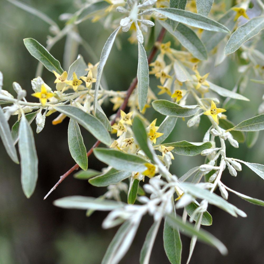 Keskenylevelű ezüstfa (Elaeagnus angustifolia)