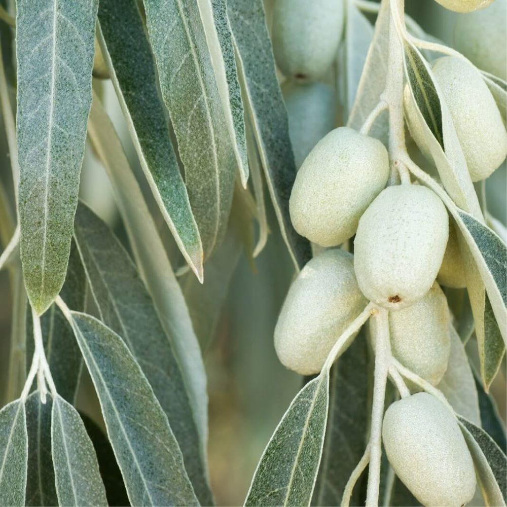 Keskenylevelű ezüstfa (Elaeagnus angustifolia)