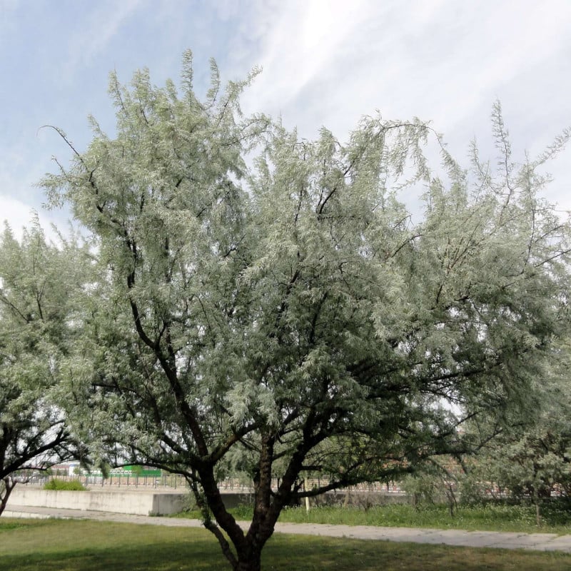 Keskenylevelű ezüstfa (Elaeagnus angustifolia)