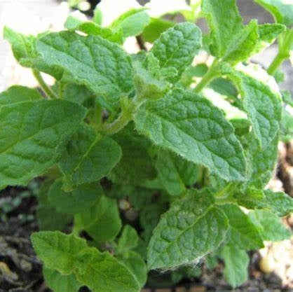 Eper menta