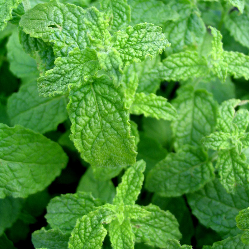 Eper menta