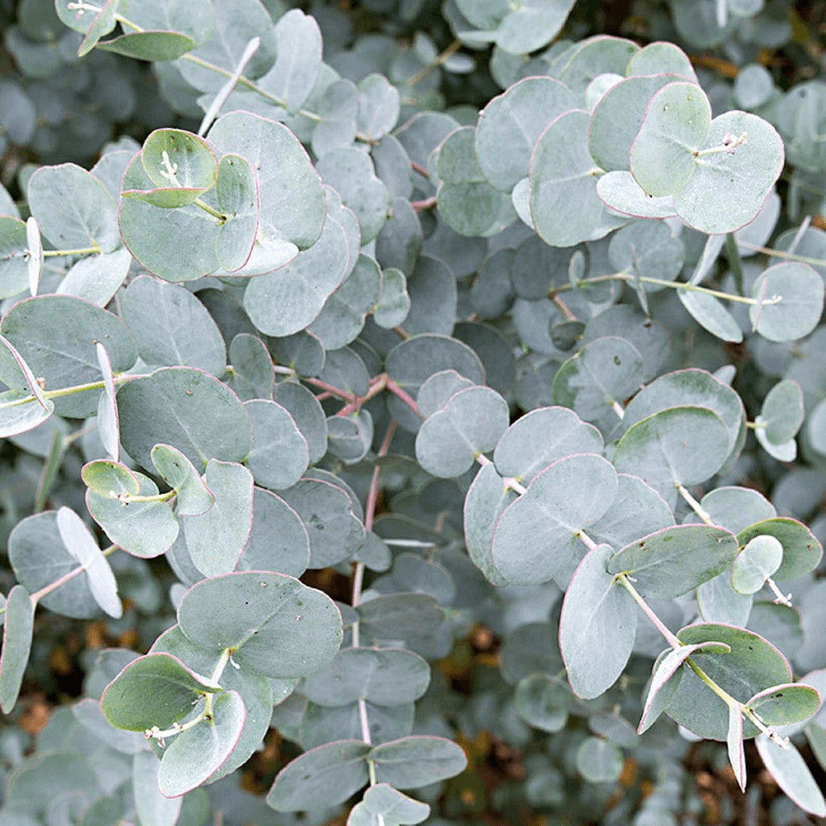 Tasmaniai havasi eukaliptusz (Eucalyptus gunnii)