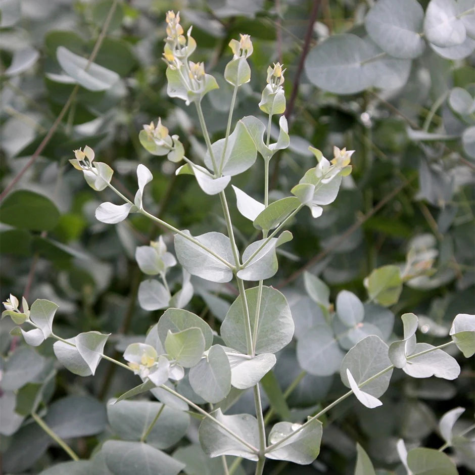 Tasmaniai havasi eukaliptusz (Eucalyptus gunnii)