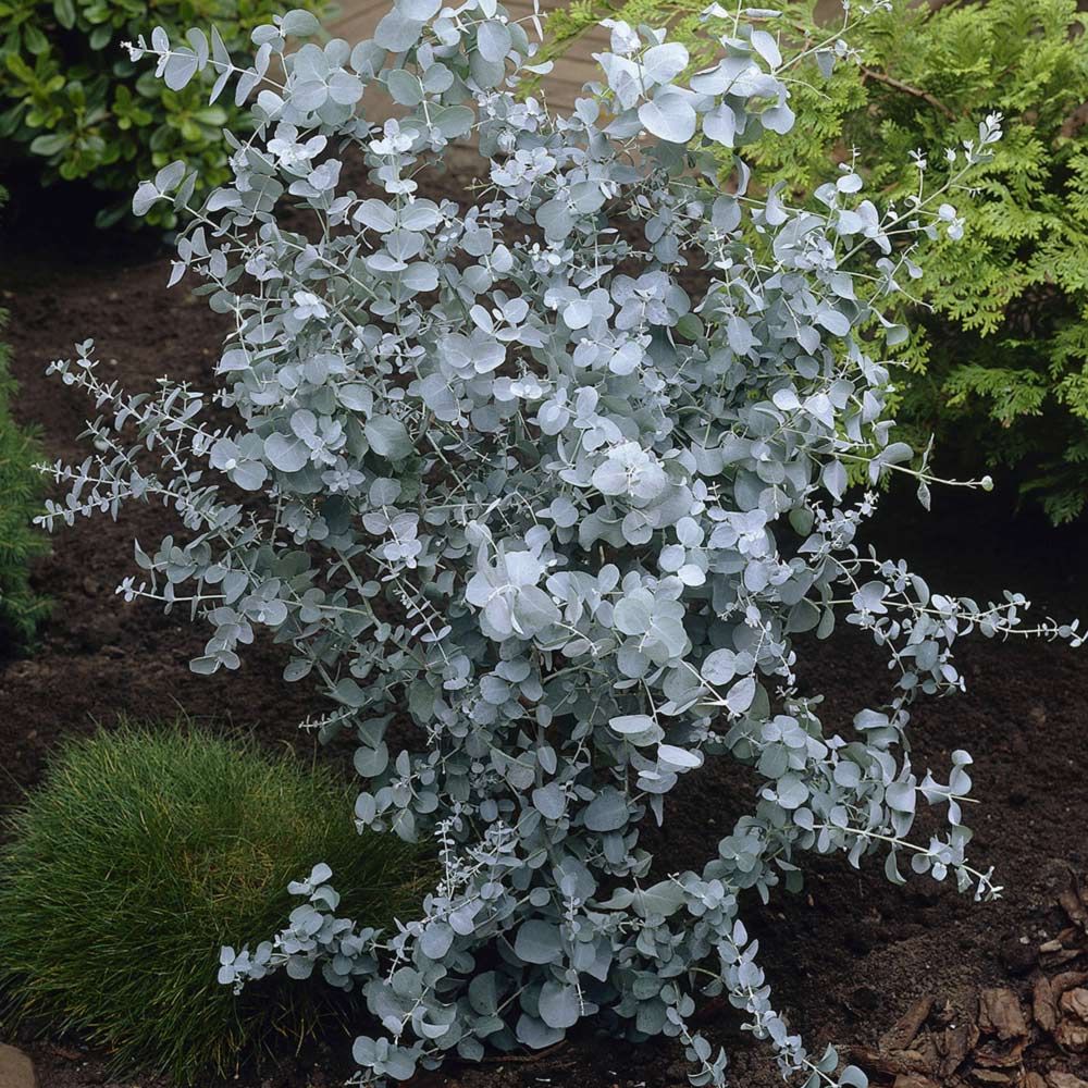 Tasmaniai havasi eukaliptusz (Eucalyptus gunnii)