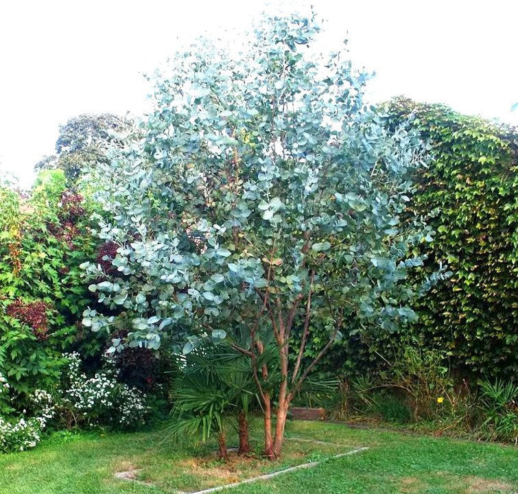 Tasmaniai havasi eukaliptusz (Eucalyptus gunnii)