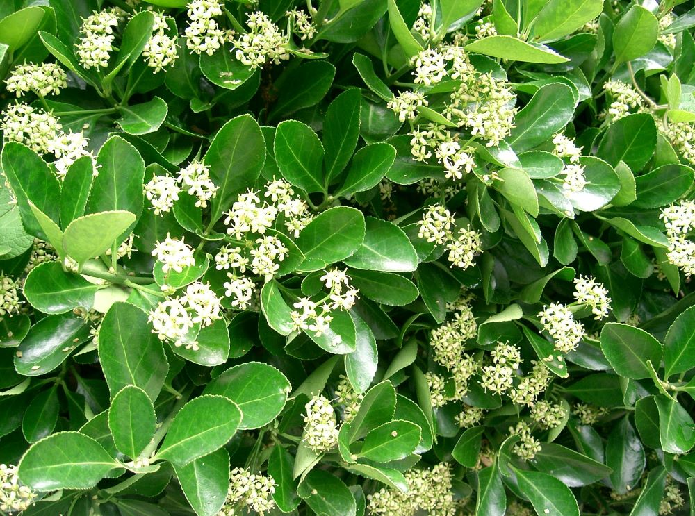 Japán kecskerágó (Euonymus japonicus)