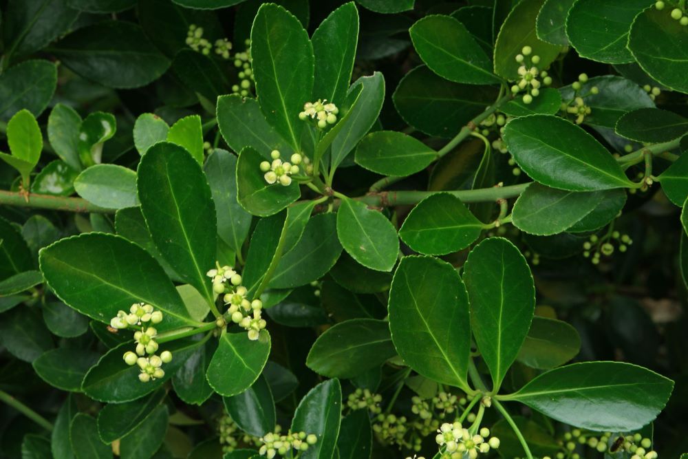 Japán kecskerágó (Euonymus japonicus)