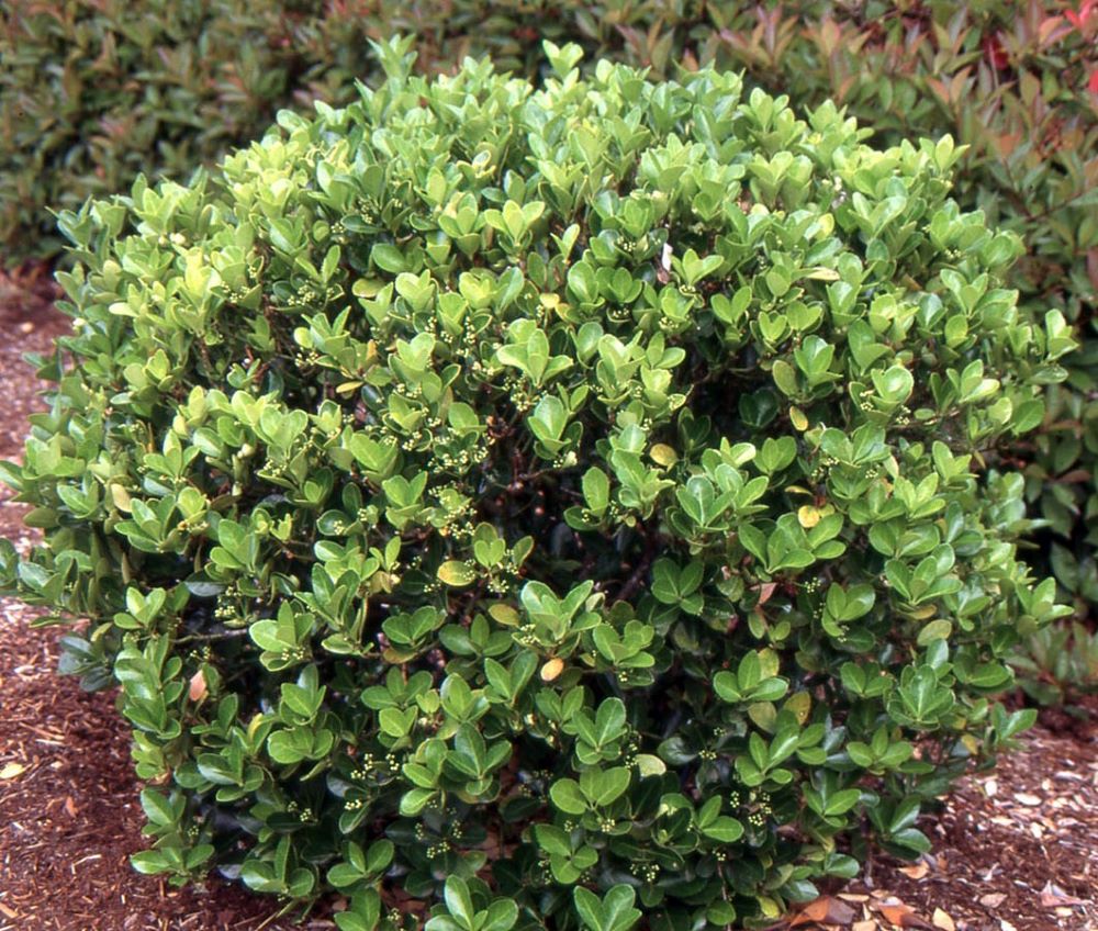 Japán kecskerágó (Euonymus japonicus)