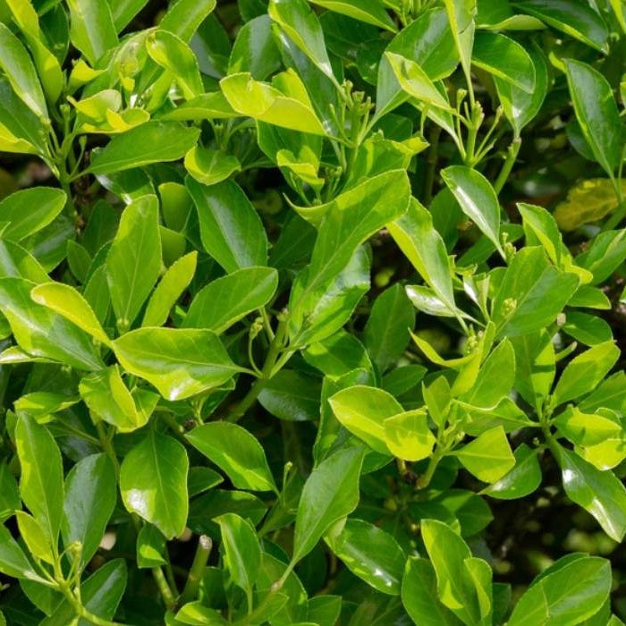 Japán kecskerágó (Euonymus japonicus)