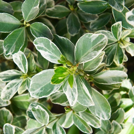 Japán kecskerágó (Euonymus japonicus 'Albomarginatus')