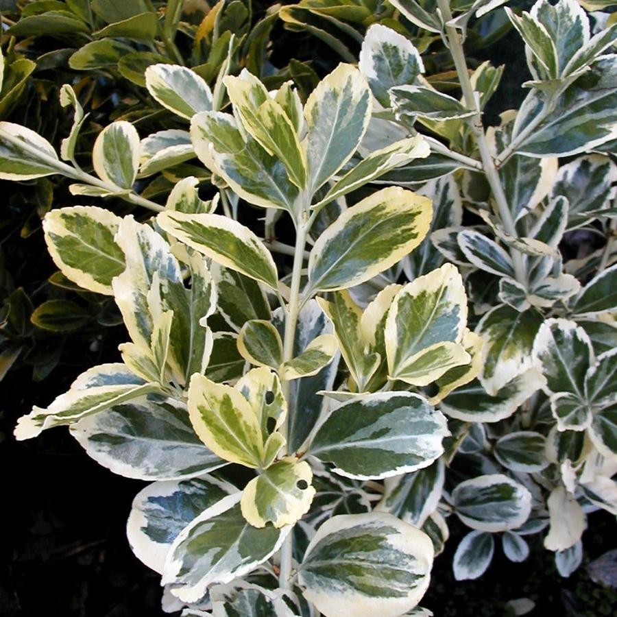 Japán kecskerágó (Euonymus japonicus 'Albomarginatus')