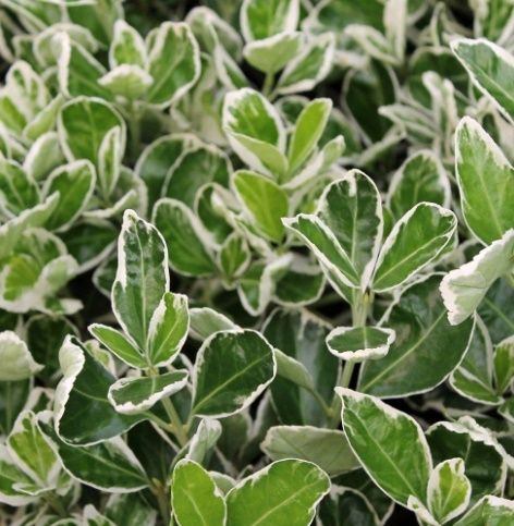 Japán kecskerágó (Euonymus japonicus 'Albomarginatus')
