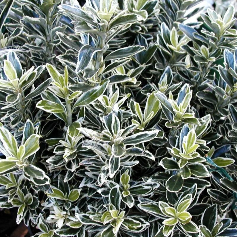 Japán kecskerágó (Euonymus japonicus 'Albomarginatus')