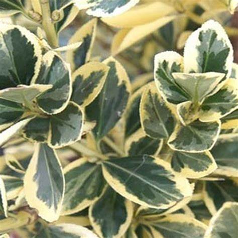 Japán kecskerágó (Euonymus japonicus 'Bravo')