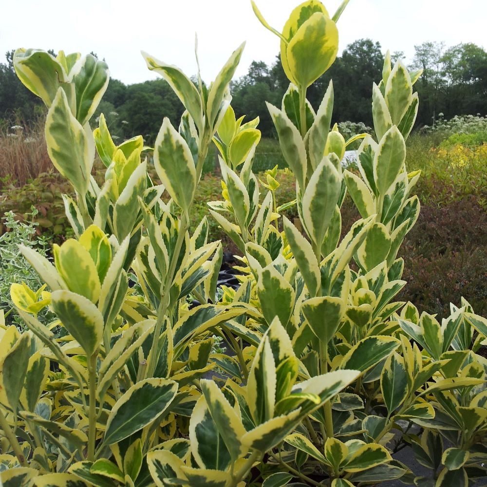 Japán kecskerágó (Euonymus japonicus 'Bravo')