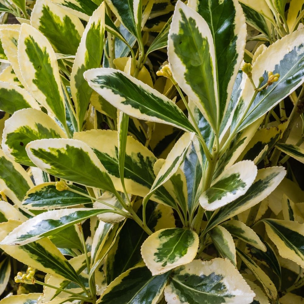 Japán kecskerágó (Euonymus japonicus 'Bravo')