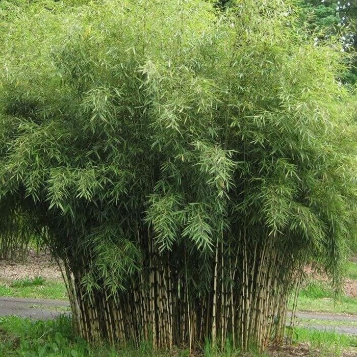 Bambusz (Fargesia robusta 'Campbell')