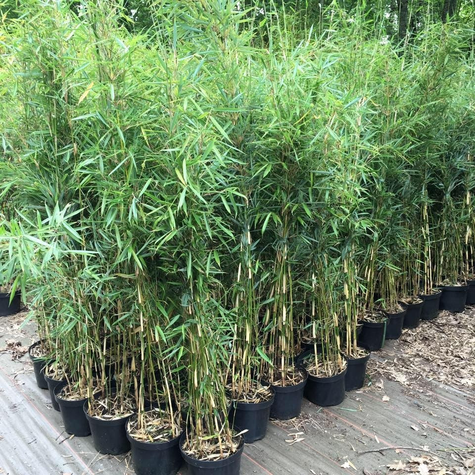 Bambusz (Fargesia robusta 'Campbell')