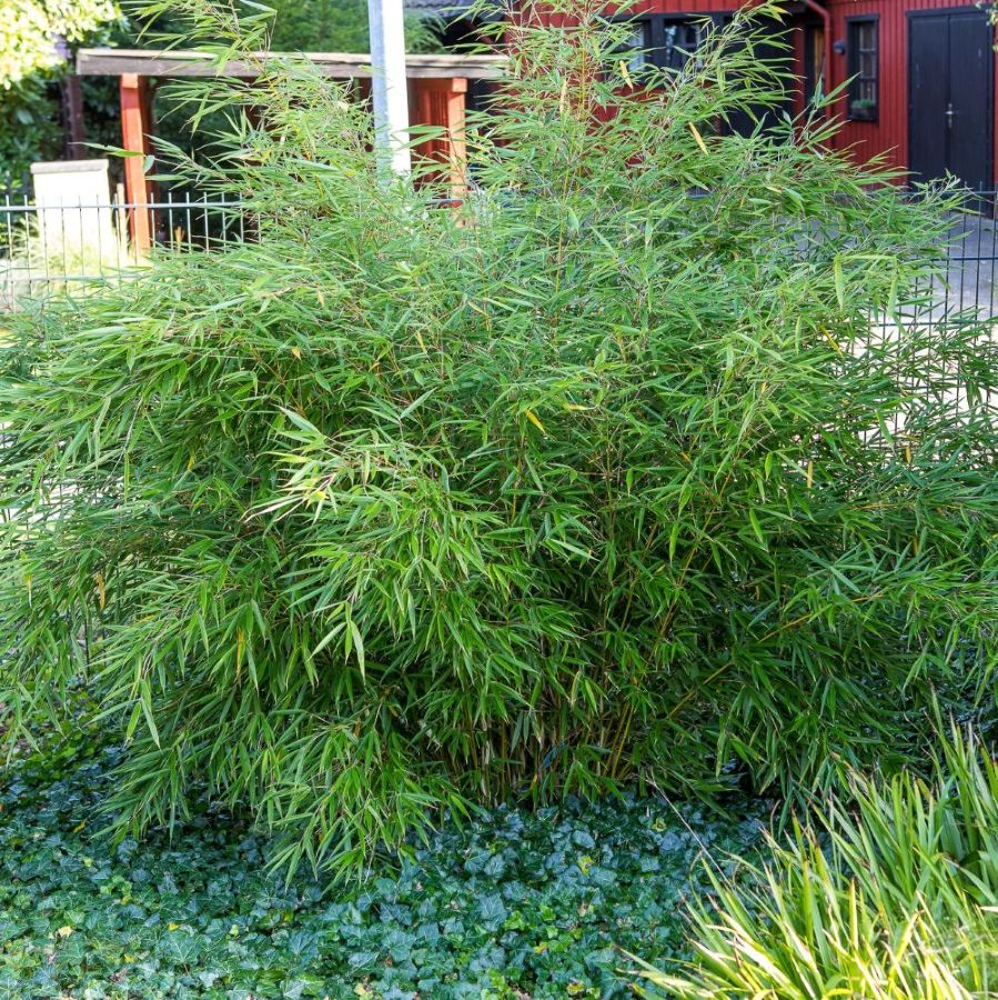 Bambusz (Fargesia robusta 'Campbell')