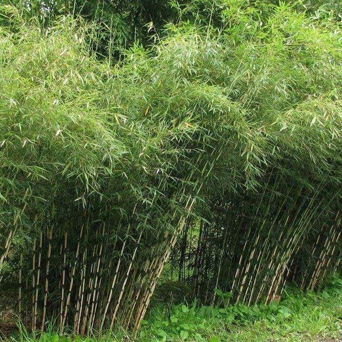 Bambusz (Fargesia robusta 'Campbell')