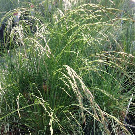 Lila csenkesz (Festuca amethystina)