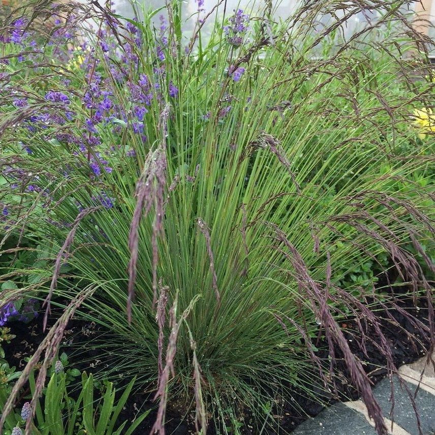Lila csenkesz (Festuca amethystina)