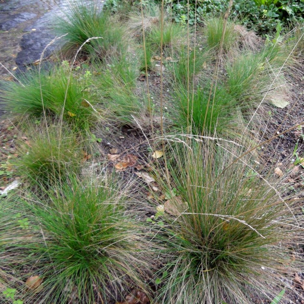 Lila csenkesz (Festuca amethystina)