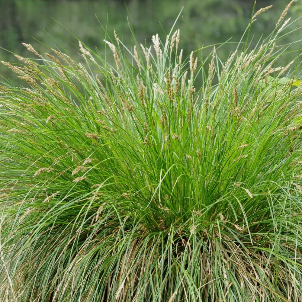 Lila csenkesz (Festuca amethystina)