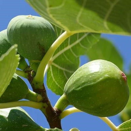 Füge (Ficus carica 'Botanikus kert')