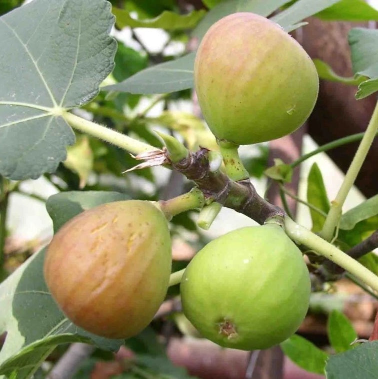 Füge (Ficus carica 'Botanikus kert')