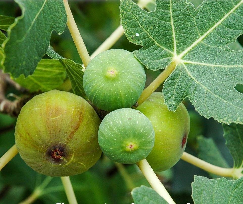 Füge (Ficus carica 'Brogiotto Bianco')