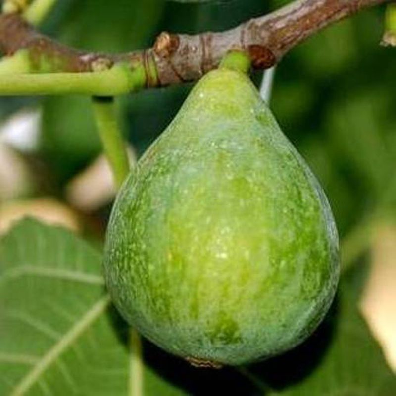 Füge (Ficus carica 'Brogiotto Bianco')