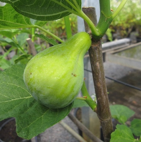 Füge (Ficus carica 'Brogiotto Bianco')