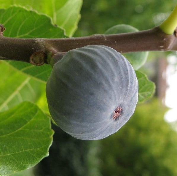 Füge (Ficus carica 'Brogiotto Nero')