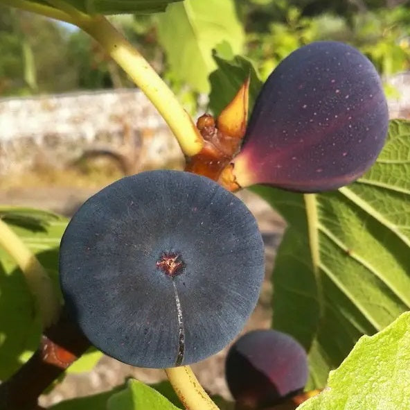Füge (Ficus carica 'Brogiotto Nero')