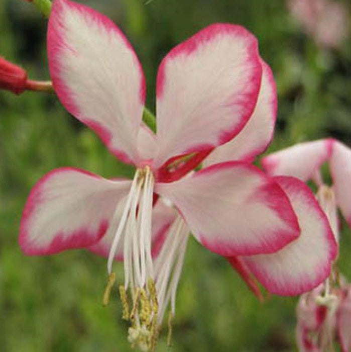 Évelő díszgyertya (Gaura lindheimeri 'Rosy Jane – Harrosy')