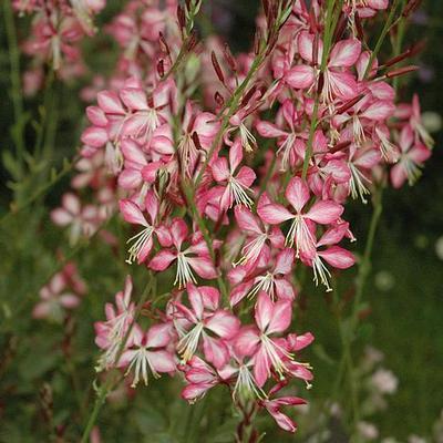 Évelő díszgyertya (Gaura lindheimeri 'Rosy Jane – Harrosy')